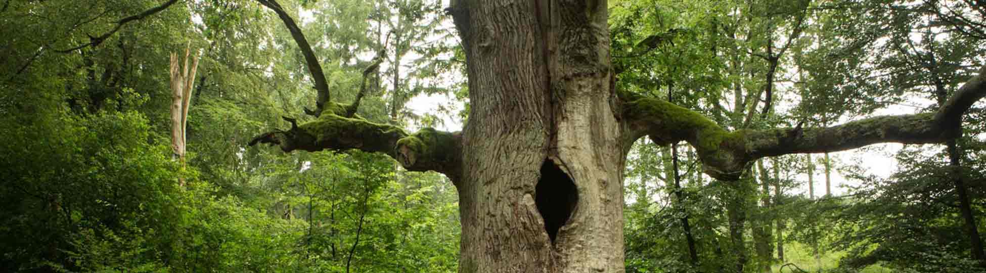 Baum mit großem Astloch im Urwald